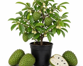 Soursop Tree Plant Live for Planting, Guanabana Plant, Sweet Soursop Tree for Garden 8 to 10 Inch Tall, Ship No Pot