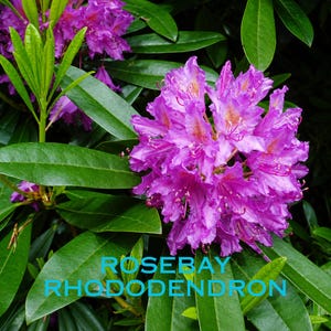 May include: A cluster of vibrant purple rhododendron flowers with delicate petals and yellow-spotted centers, surrounded by deep green, glossy, lance-shaped leaves. The text ROSEBAY RHODODENDRON is overlaid in bright cyan at the bottom of the image.