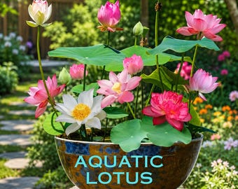 10 Pre-Sprouted Mixed Color Bonsai Bowl Lotus, Ready to Grow for Indoor & Outdoor Garden