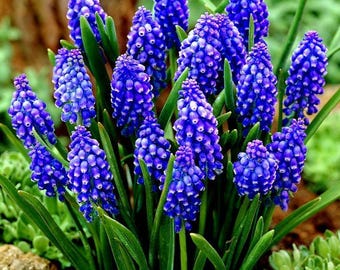 Cebulki hiacynta winogronowego (opakowanie 15 sztuk) | Muscari – wiosenne rośliny ogrodowe