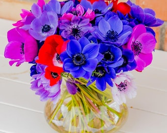Anemone Blumenzwiebeln 60er Pack | Mischfarbe Frühlingsgarten blüht