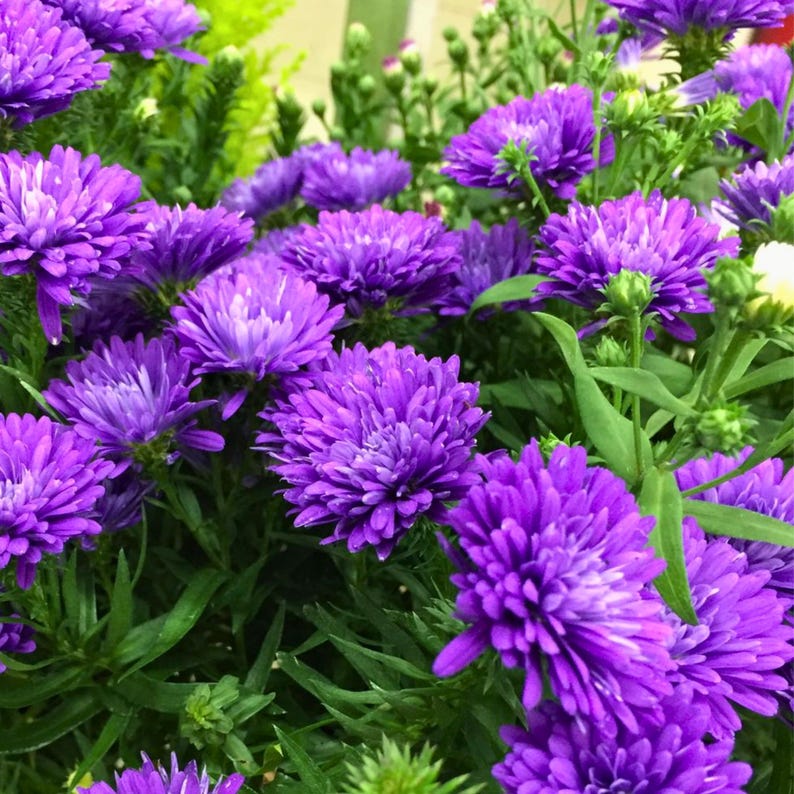 50 Purple Aster Seeds • Perennial Flower for Beds, Borders, Pollinator ...