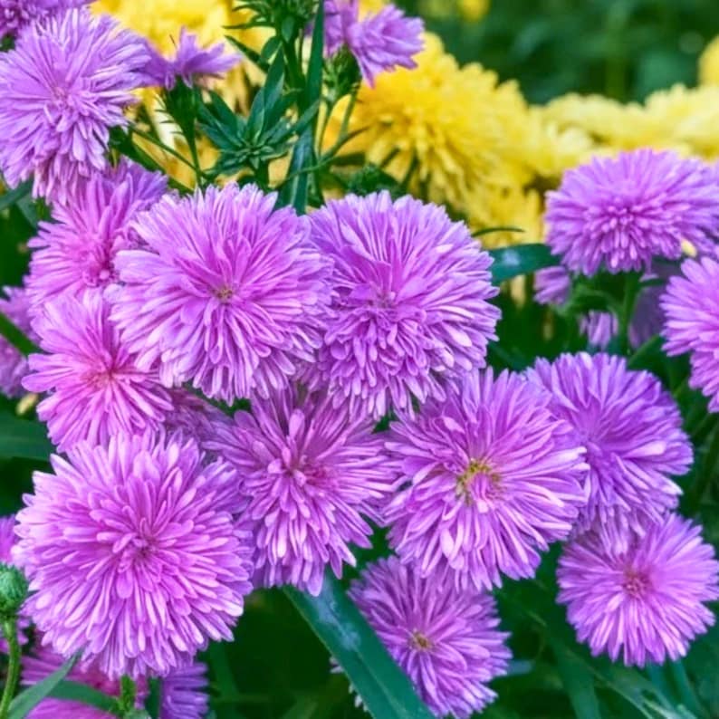 50 Purple Aster Seeds • Perennial Flower for Beds, Borders, Pollinator ...