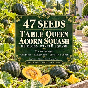Peut inclure: Une étiquette de paquet pour 47 graines de courge Table Queen Acorn avec du texte vert foncé sur fond vert foncé. Le texte indique 47 SEEDS TABLE QUEEN ACORN SQUASH HEIRLOOM WINTER SQUASH Cucurbita pepo VEGETABLE RAISED BED KITCHEN GARDEN.