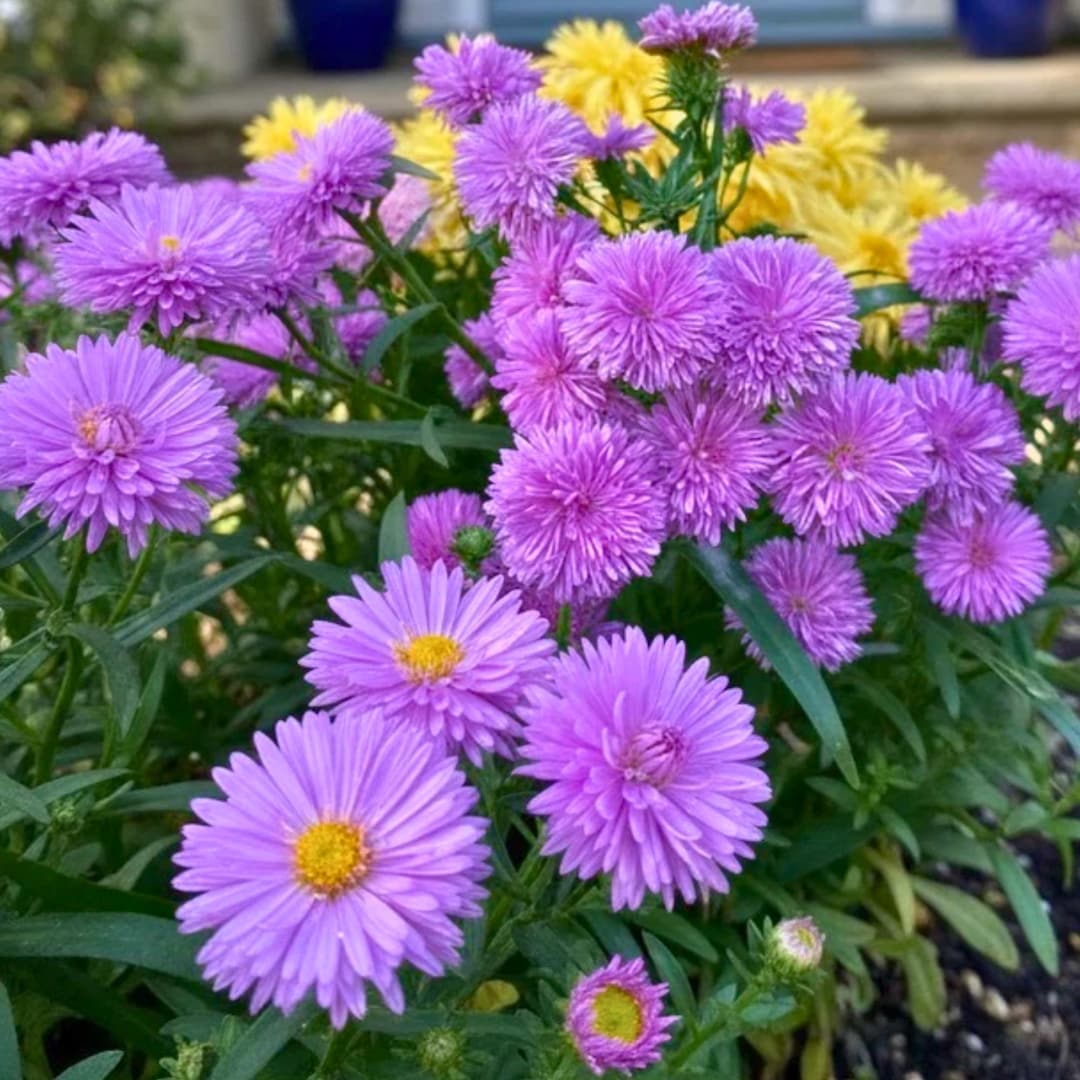 50 Purple Aster Seeds • Perennial Flower for Beds, Borders, Pollinator ...