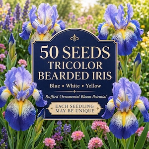 50 graines d'iris barbus, floraison tricolore bleue, blanche et jaune, fleurs ornementales vivaces à pétales frisés