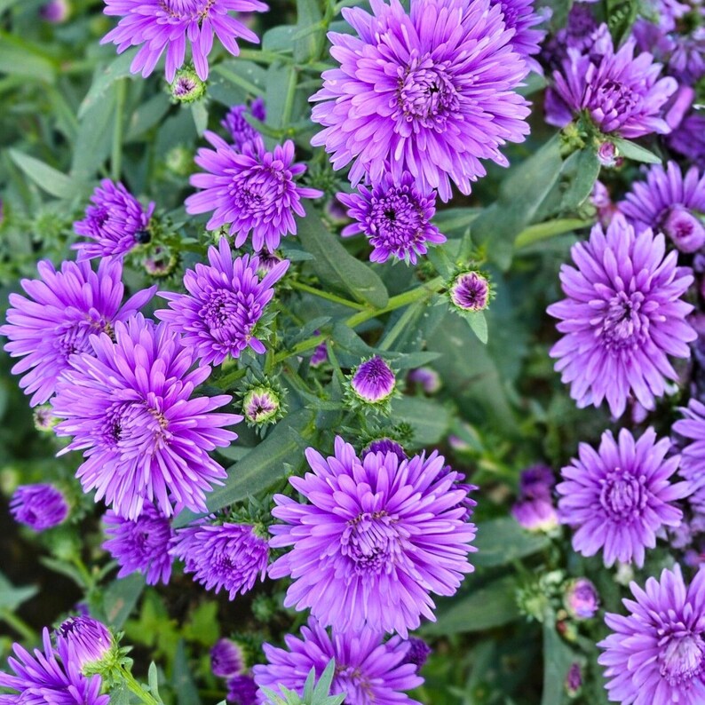 50 Purple Aster Seeds • Perennial Flower for Beds, Borders, Pollinator ...