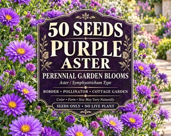 50 Purple Aster Seeds – Perennial Pollinator Garden Blooms (Seeds Only)