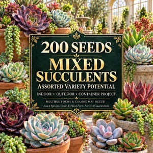 Mixed Succulent Seeds (200 Count): Assorted Variety Potential, Indoor/Outdoor Container Project