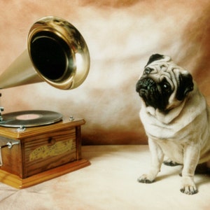 Vintage Pug with Record Player Decoupaged on Wood