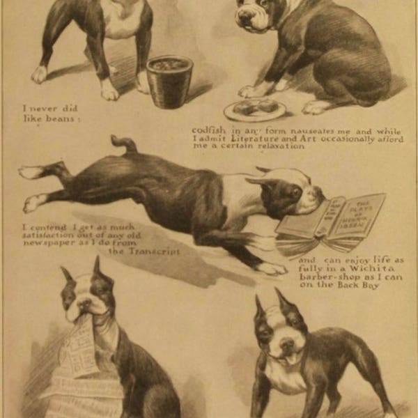 Vintage Boston Terrier  Print Decoupaged On Wood