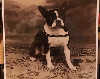 Boston Terrier  Vintage  Print Decoupaged on Wood