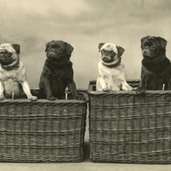 Four Pugs in Baskets Vintage Photo Decoupaged on Wood