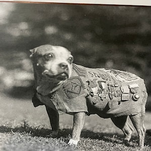 Sgt Stubby Print Decoupaged on Wood - Etsy