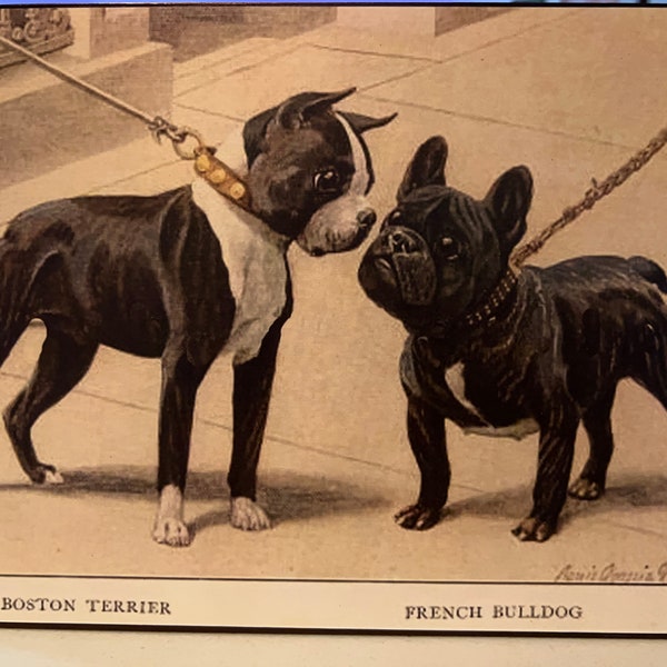 Boston Terrier Meets French Bulldog Vintage Photo Decoupaged on Wood