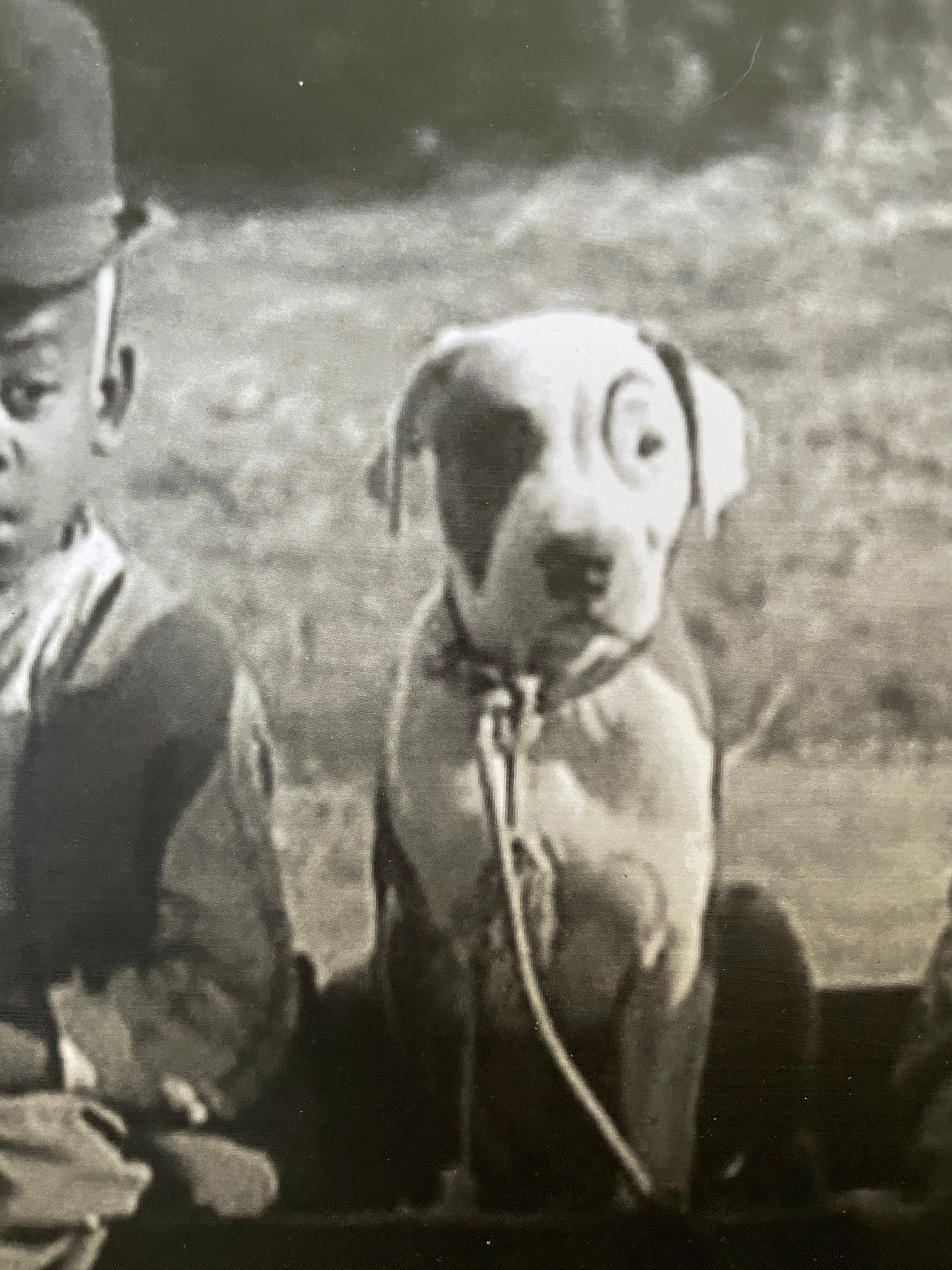 Petey From the Little Rascals Pitbull Print Decoupaged on Wood - Etsy