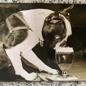 Vintage Boston Terrier Drinking Beer Print Decoupaged on Wood