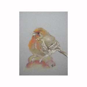Impressionismo decorativo Uccello Fringuello Originale Disegno a pastello morbido di fauna selvatica Arte della natura su carta
