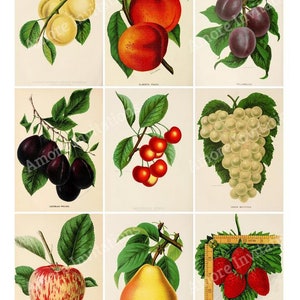 Printable Vintage Fruits Collage Sheets Set, Images of fruit, Clip Art, ATC, Scrapbooking, JPEG, Instant Download, Commercial Use, Cu