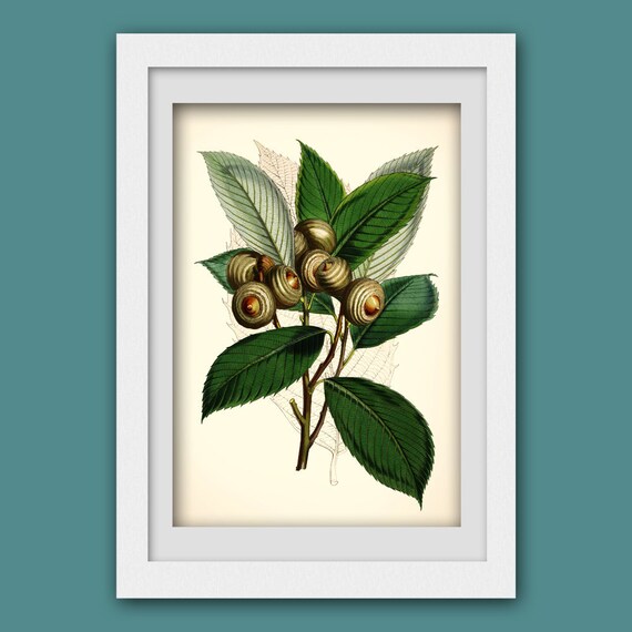 Green botanical print botanical wall art instant download Etsy