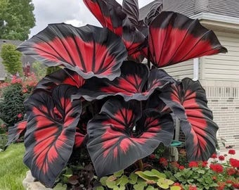 Black Red Elephant Ear Bulbs, Exotic Perennial Foliage, Gothic Garden Plant