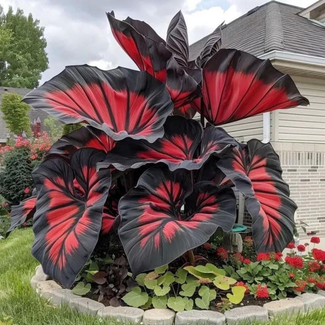 Elephant ear begonia - Etsy.de
