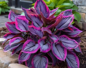 Dunkelviolette Hosta-Blumenzwiebeln | Blackish Foliage Shade Staude (2er Pack)