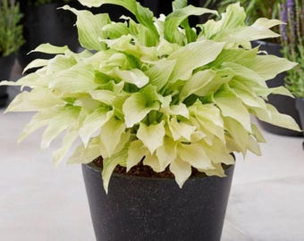 Bulbes d'hosta blancs rares, racines vivaces fantômes, feuillage ornemental d'ombre, décoration de jardin exotique