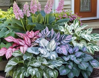 Gemischte seltene Hosta-Zwiebeln, exotische rosa-blau-weiße, bunte mehrjährige Wurzeln, schattiges Gartenlaub
