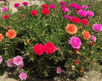 Multi-Color Moss Rose Plant – Vibrant Double Flower Succulent, Low Maintenance Groundcover (Live Plant)