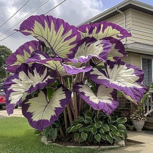 Giant Purple Elephant Ears Plant - Etsy