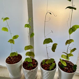 Könnte beinhalten: Vier kleine Topfpflanzen mit grünen Blättern und dünnen Stängeln hängen vor einem Fenster. Die Pflanzen stehen in weißen Keramiktöpfen mit Untersetzern. Die Erde ist mit braunem Mulch bedeckt. Das Fenster hat ein mattiertes Aussehen.