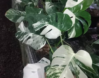 May include: A Monstera deliciosa albo-variegata plant featuring large, heart-shaped leaves with distinct fenestrations. The foliage displays a striking pattern of deep green and creamy white variegation, with some leaves being predominantly white.
