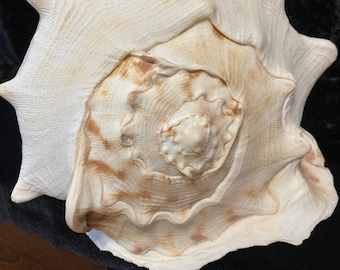 Queen Helmet Conch Shell 9&quot; Tall X 10&quot; Long