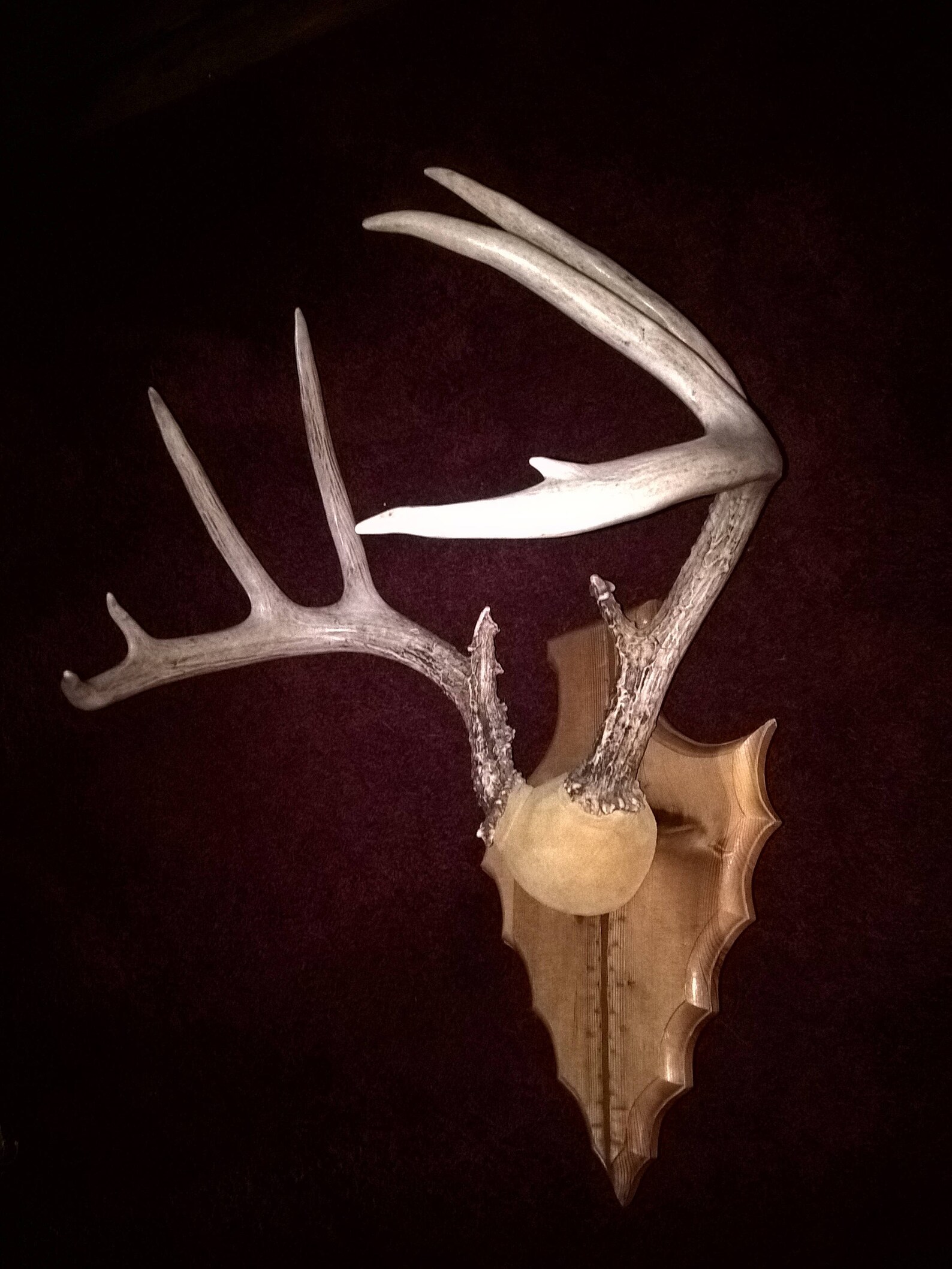 Deer Antler Mount 8 Point Etsy