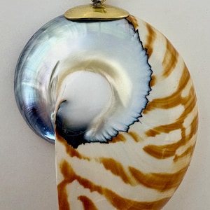 May include: A nautilus shell pendant featuring a polished, iridescent blue and white interior spiral contrasted with a cream-colored exterior marked by brown tiger-like stripes. The shell is capped with a gold-toned metal bail for hanging.