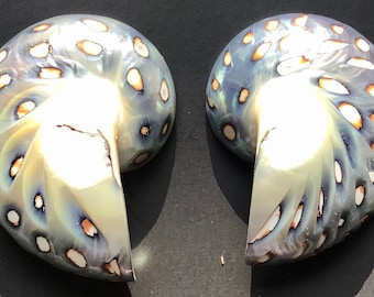 Nautilus Shell Blue Cabochons Large (2 pcs.)