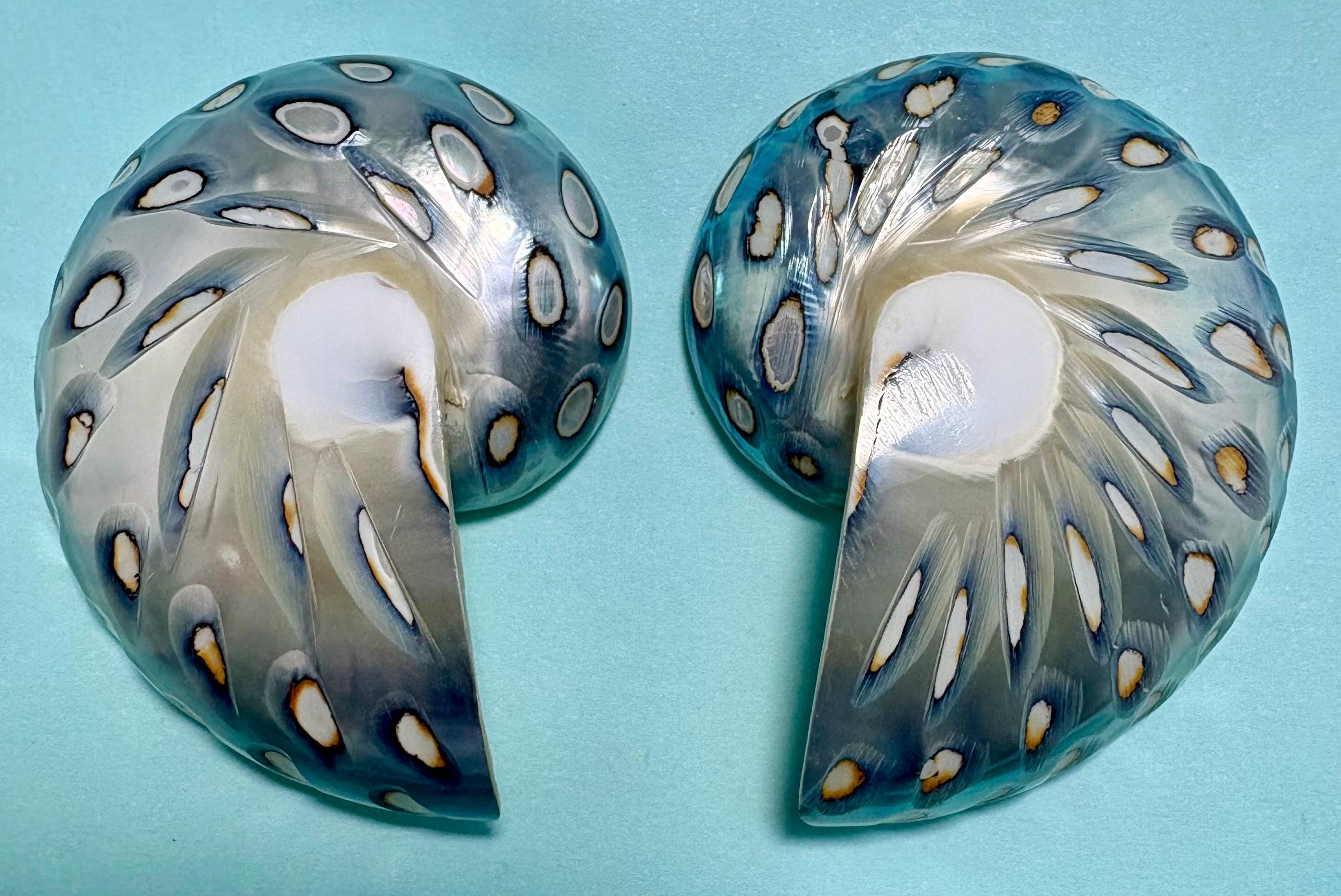 Nautilus shell - Etsy 日本