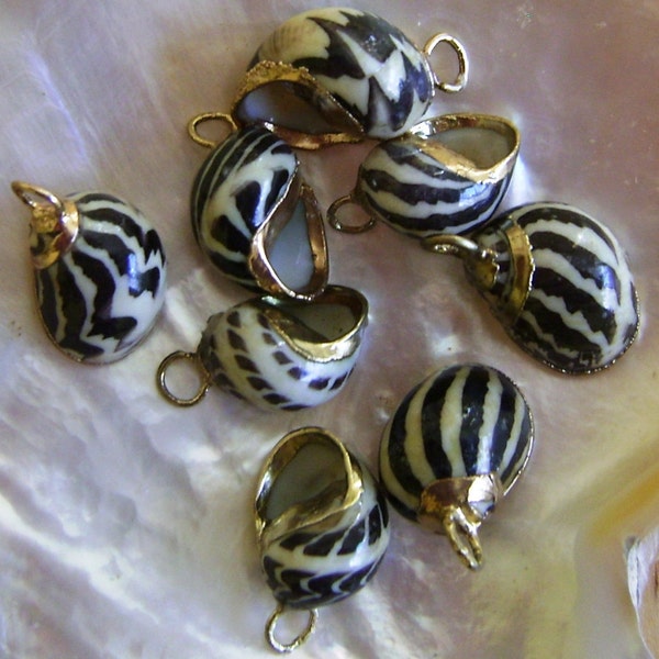 Nerita Sea Shell Jewelry Components Gold-Toned Plating 8 pcs.