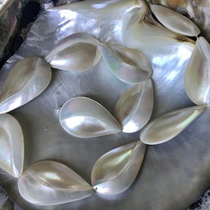 May include: A necklace composed of iridescent, teardrop-shaped shell beads. The beads are strung together, forming a flowing design. The necklace is presented on a large, pearlescent shell, highlighting its natural beauty. The overall effect is one of delicate, ocean-inspired jewellery.