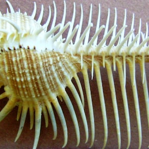 Venus Comb Shell (Large)