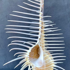 Large Venus Comb Shell (Murex Pecten)