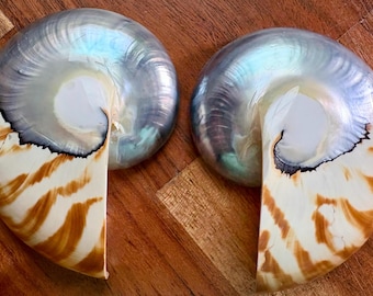 Nautilus Shell Cabochons
