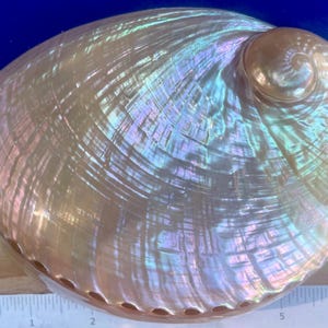Puede incluir: Una concha de abulón iridiscente con una parte superior en espiral lisa y redondeada, y una superficie texturizada con tonos brillantes en rosa, azul y dorado. Una regla blanca está colocada en la parte inferior e izquierda, mostrando más de 15 cm.
