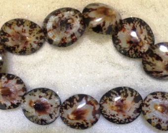 Sea Shell Beads (Brown Limpet whole)