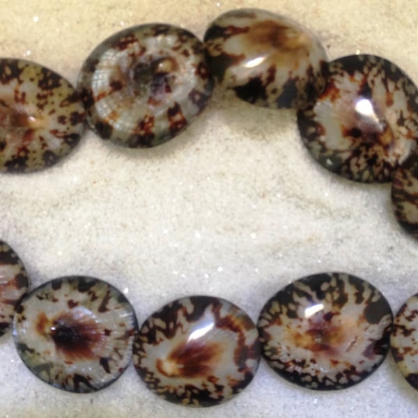 Sea Shell Beads (Brown Limpet whole)