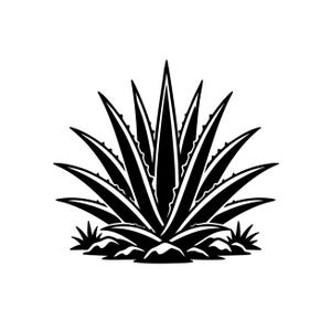 Puede incluir: Ilustración en blanco y negro de una planta de agave. La planta presenta hojas largas y puntiagudas con bordes dentados, que irradian desde un punto central. Pequeñas rocas y hierba se encuentran en la base de la planta, todo sobre un fondo blanco.