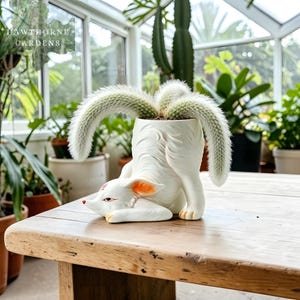Könnte beinhalten: Ein weißer Keramik-Fuchs-Pflanztopf mit einem flauschigen Kaktus. Der Fuchs-Pflanztopf hat orangefarbene Akzente an Ohren und Pfoten. Der Kaktus hat lange, weiße, pelzige Stiele. Der Pflanztopf steht auf einem Holztisch in einem Wintergarten.