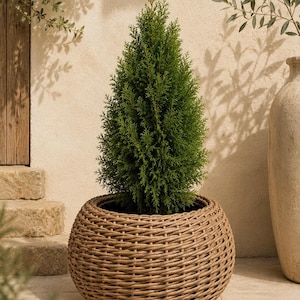 May include: A vibrant green, cone-shaped evergreen shrub planted in a round, woven brown wicker planter. The plant features dense, needle-like foliage that tapers to a point at the top, while the planter has a textured, circular design.