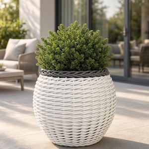 May include: A round, white woven planter with a dark gray braided rim. The planter features a textured, basket-like exterior and contains a dense, rounded green shrub with small, needle-like leaves that fills the top opening completely.
